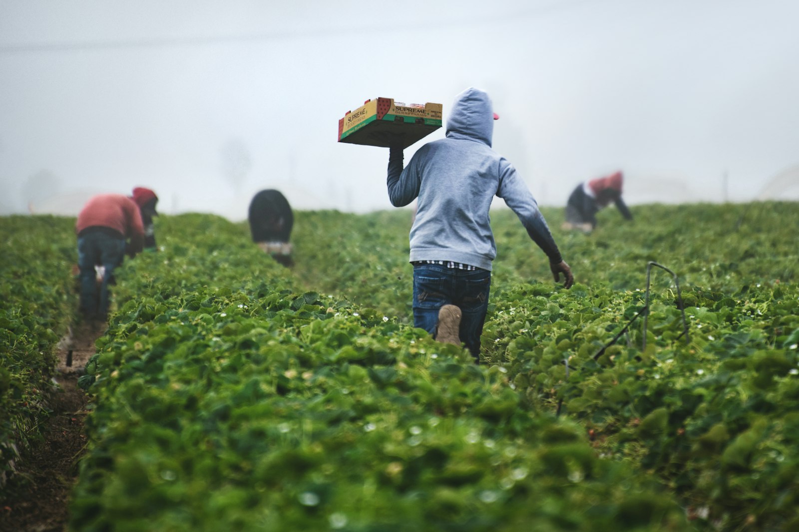 Agriculteur consultant une tablette dans son champ